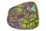 Flashy Ammolite (Fossil Ammonite Shell) - Greens & Purples #336340-1